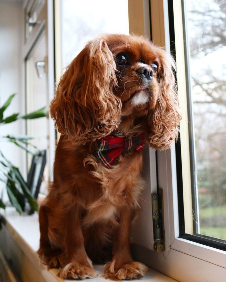 Кинг Чарльз спаниель рубиновый