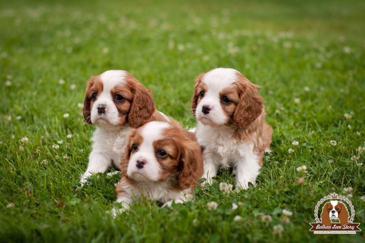 Кинг Чарльз спаниель