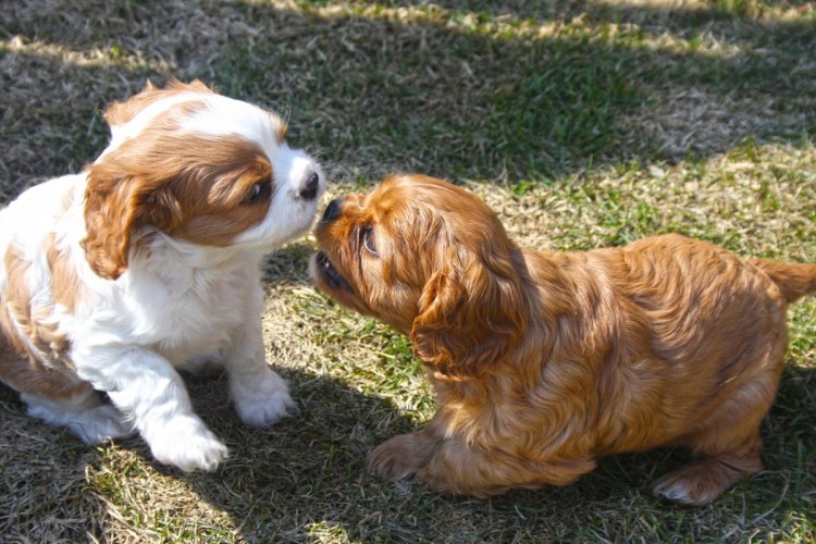 Кавалер Кинг Чарльз спаниель рубиновый