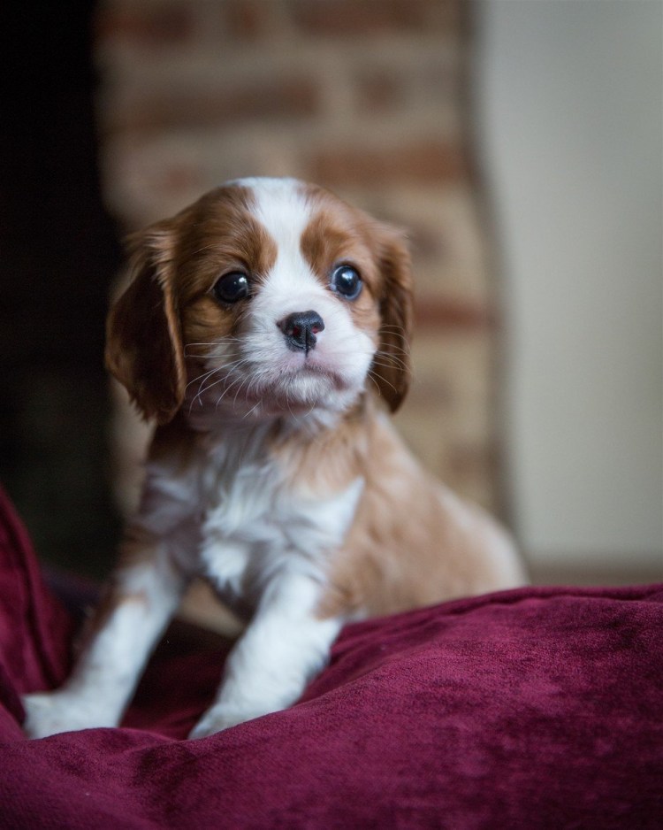 Кавалер Кинг Чарльз спаниель