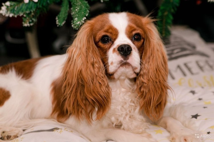 Намордник для кавалер Кинг Чарльз спаниель