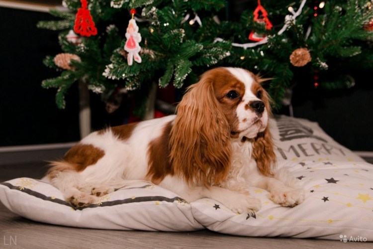 Компаньон Кинг Чарльз спаниель