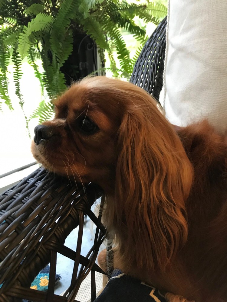 Кинг Чарльз спаниель рубиновый