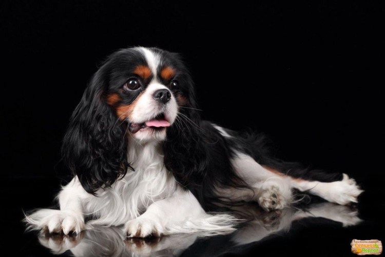 Кокер спаниель кавалер