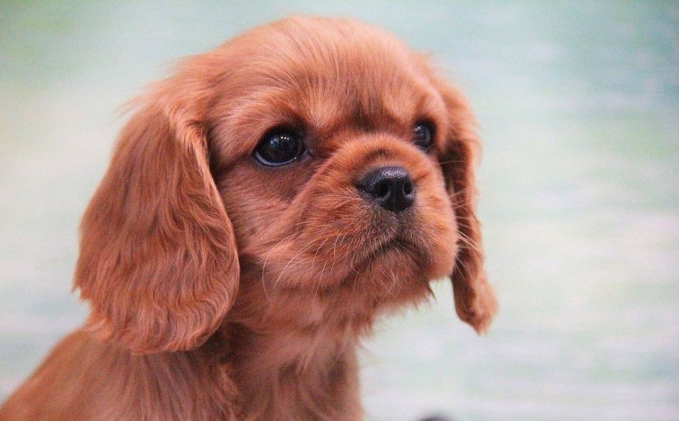 Кавалер Кинг Чарльз спаниель рубиновый