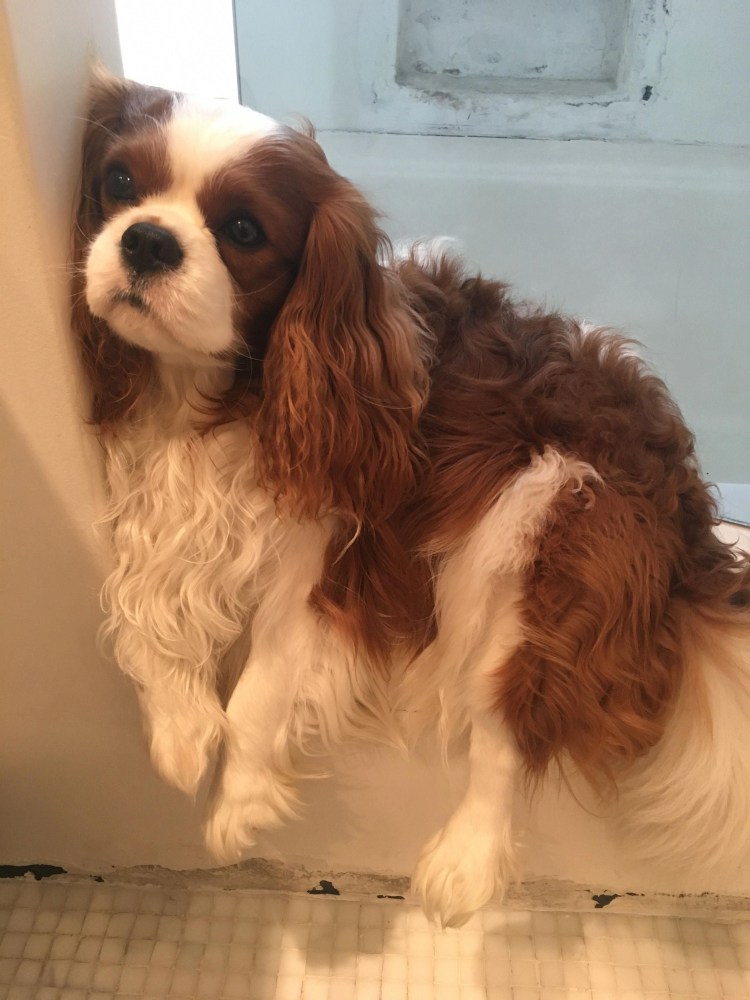 Щенки кавалер Кинг Чарльз Рубиновые