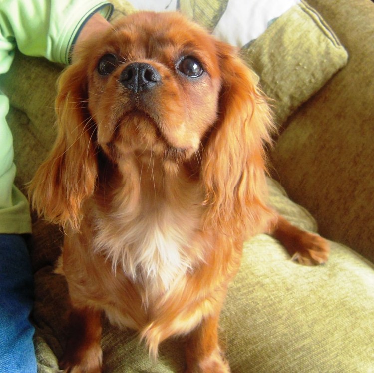 Кавалер Кинг Чарльз спаниель рубиновый