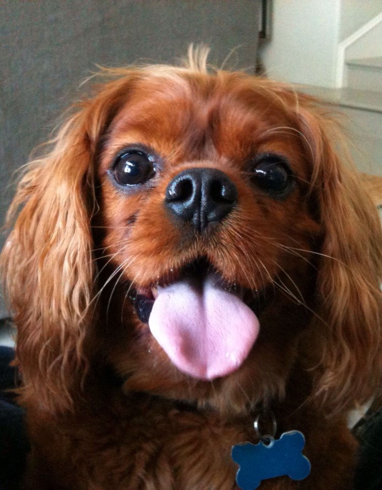 Кинг Чарльз спаниель Рубин