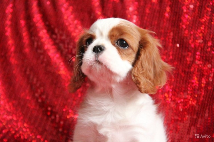 Кокер спаниель кавалер Кинг Чарльз