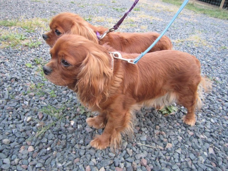 Кинг Чарльз спаниель рубиновый