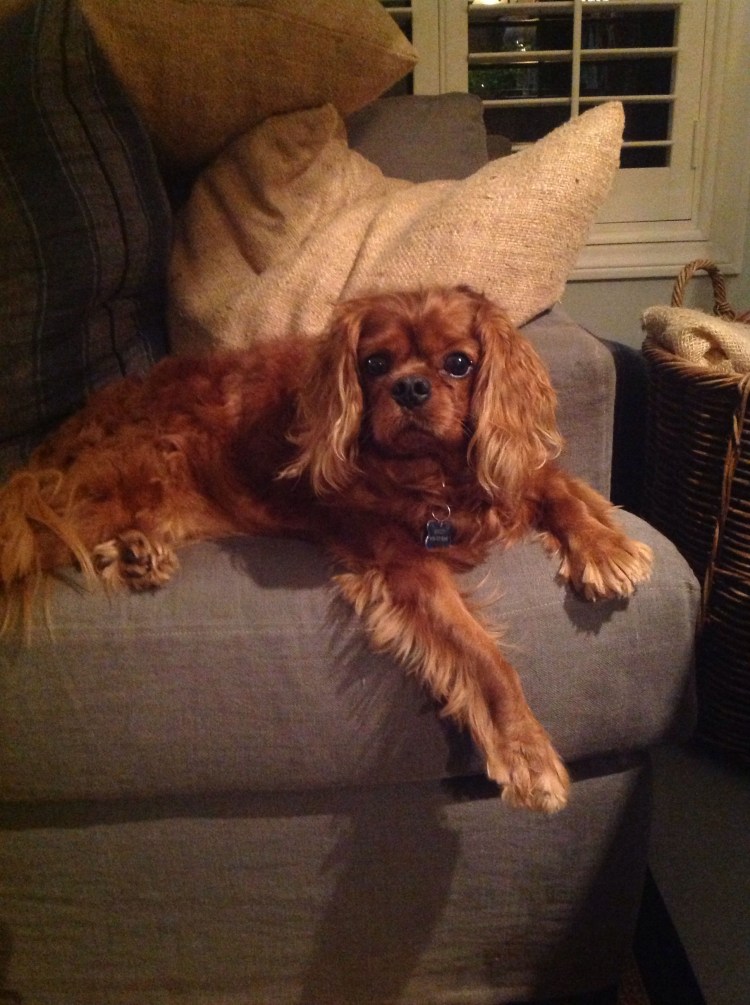 Кинг Чарльз спаниель рубиновый