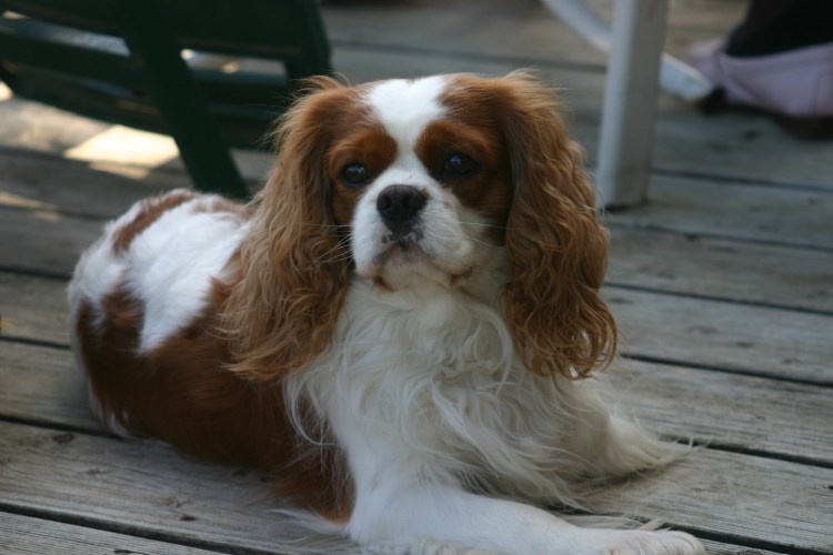 Кинг Чарльз спаниель