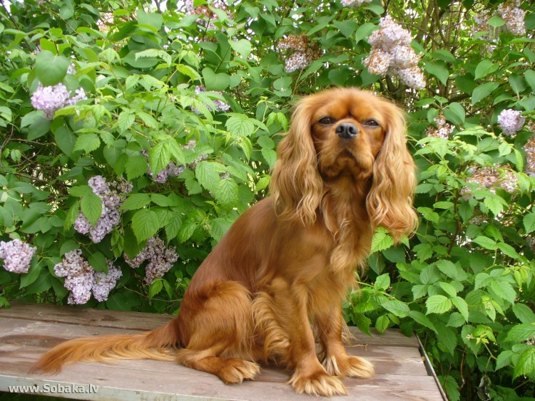 Кавалер Кинг Чарльз спаниель рубиновый