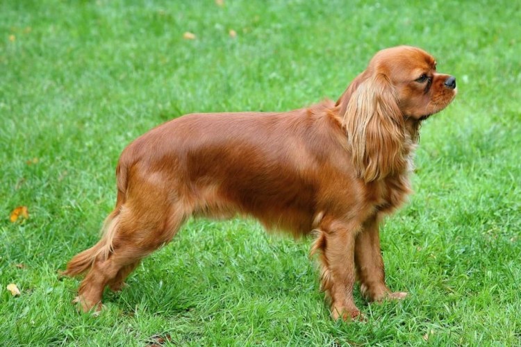 Королевский Кинг Чарльз