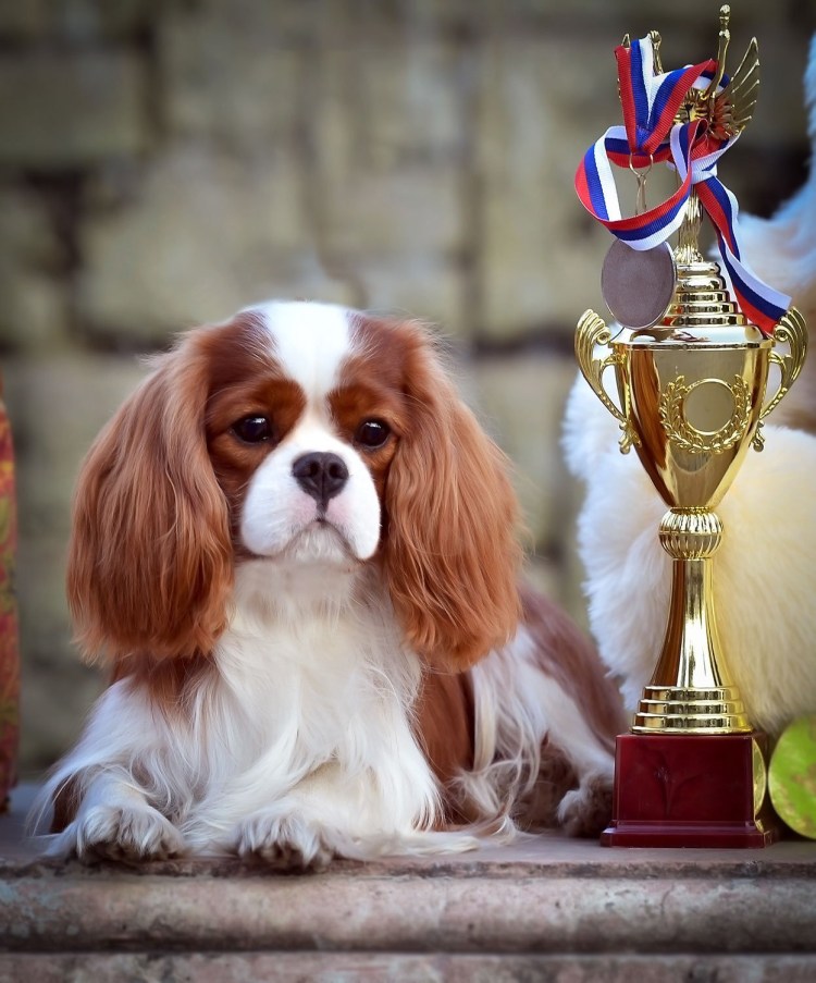 Кавалер Кинг Чарльз спаниель Бленхейм