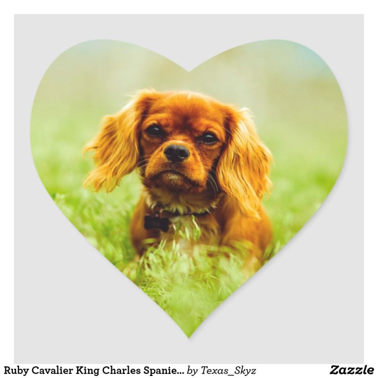 Кавалер Кинг Чарльз спаниель рубиновый