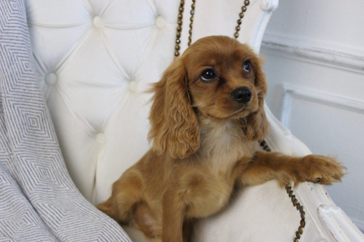 Кинг Чарльз спаниель Рубин
