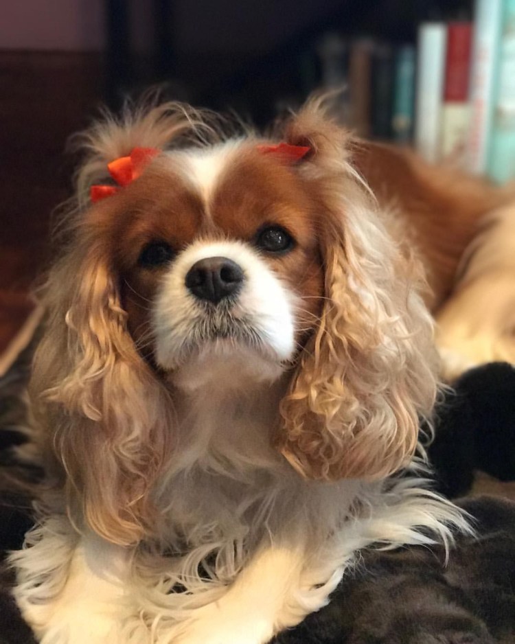 Кинг Чарльз спаниель