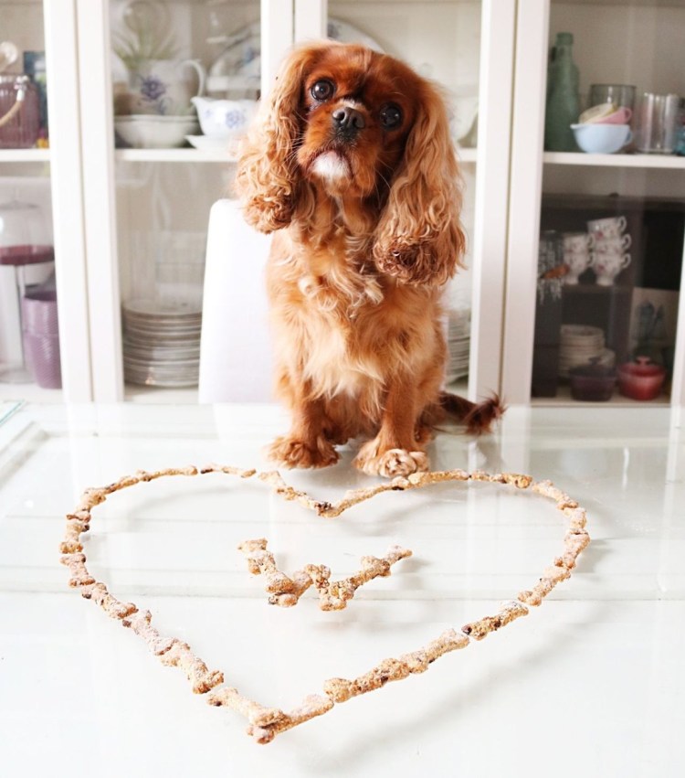 Кавалер Кинг Чарльз спаниель