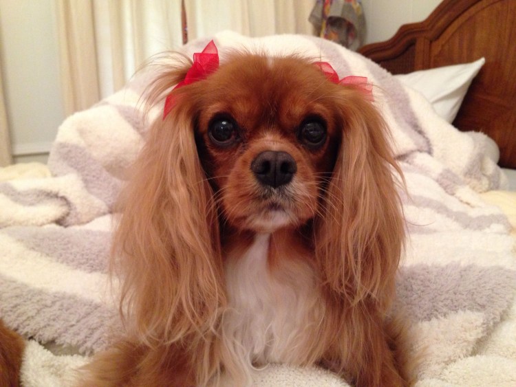 Кавалер Кинг Чарльз спаниель рубиновый
