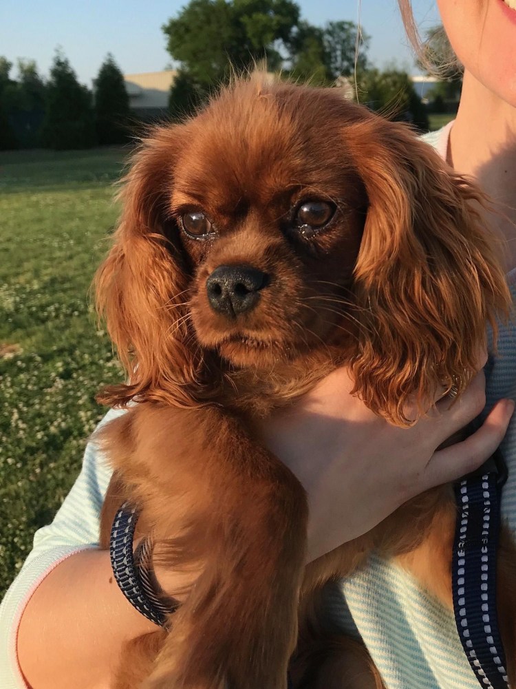 Кавалер Кинг Чарльз спаниель рубиновый