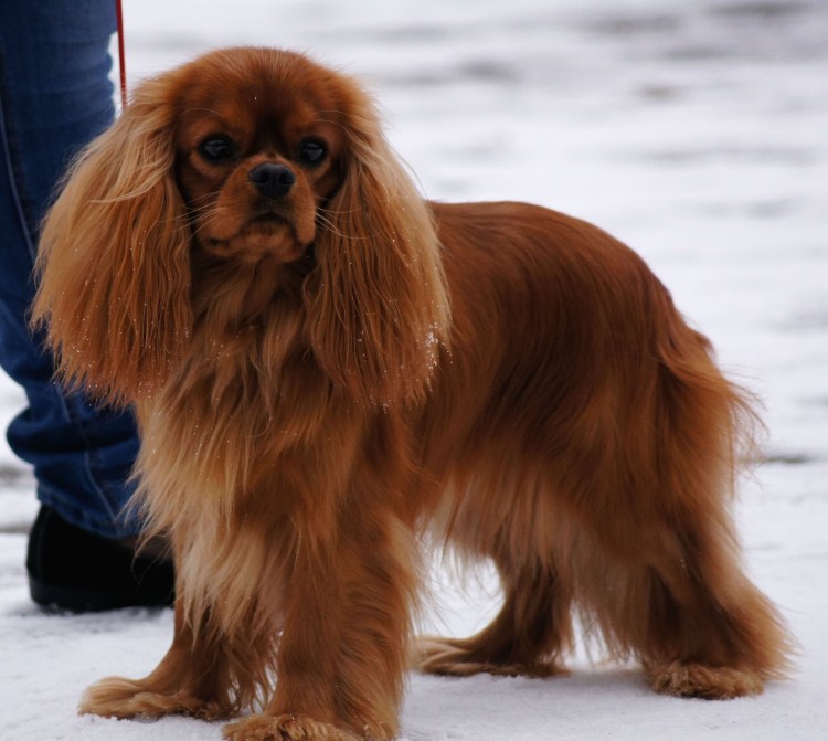 Кавалер Кинг Чарльз спаниель рубиновый