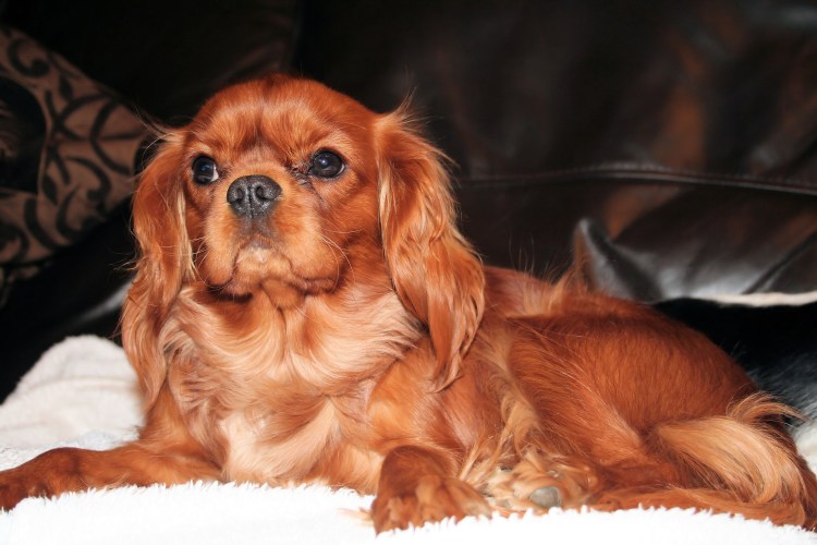 Кавалер Кинг чарльспаель