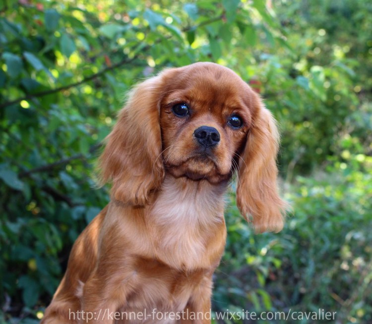 Кавалер Кинг Чарльз спаниель Рубин щенок