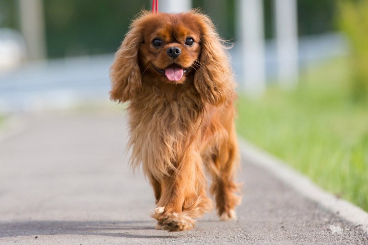 Кавалер Кинг Чарльз спаниель Рубин