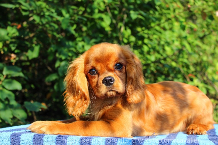 Кавалер Кинг Чарльз спаниель