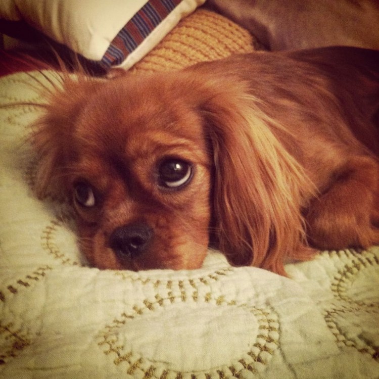 Кавалер Кинг Чарльз спаниель рубиновый