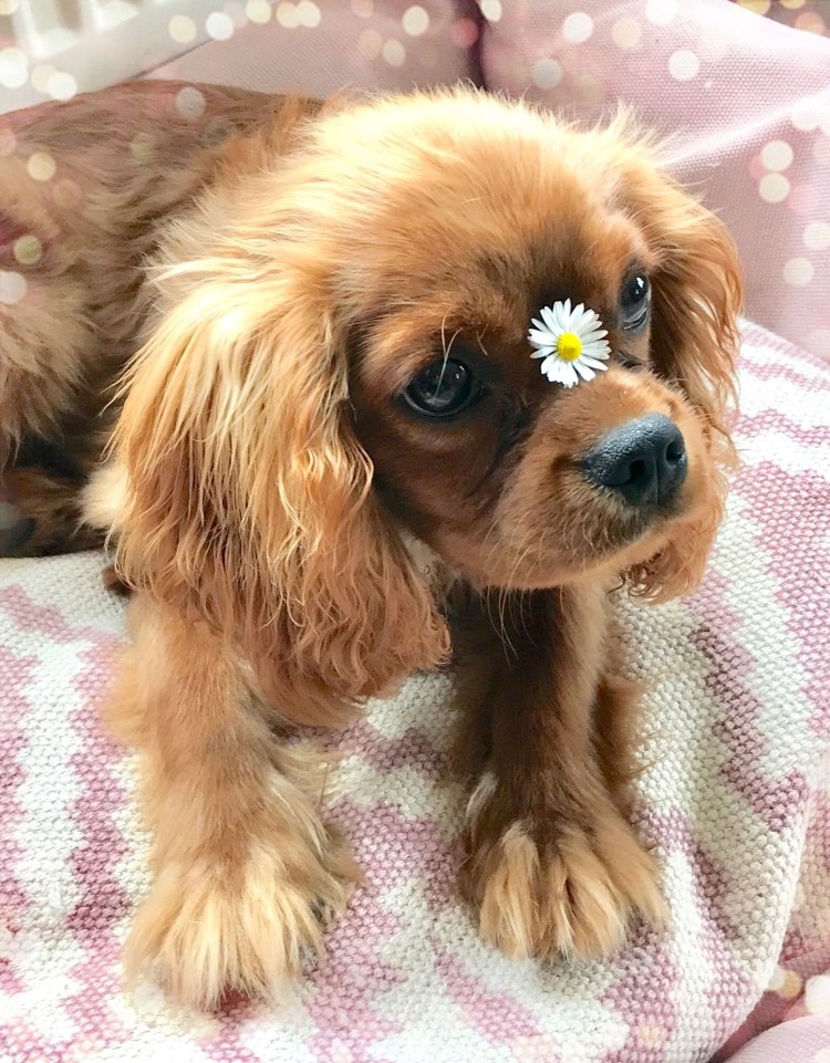 Кавалер Кинг Чарльз спаниель Бленхейм и рубиновый