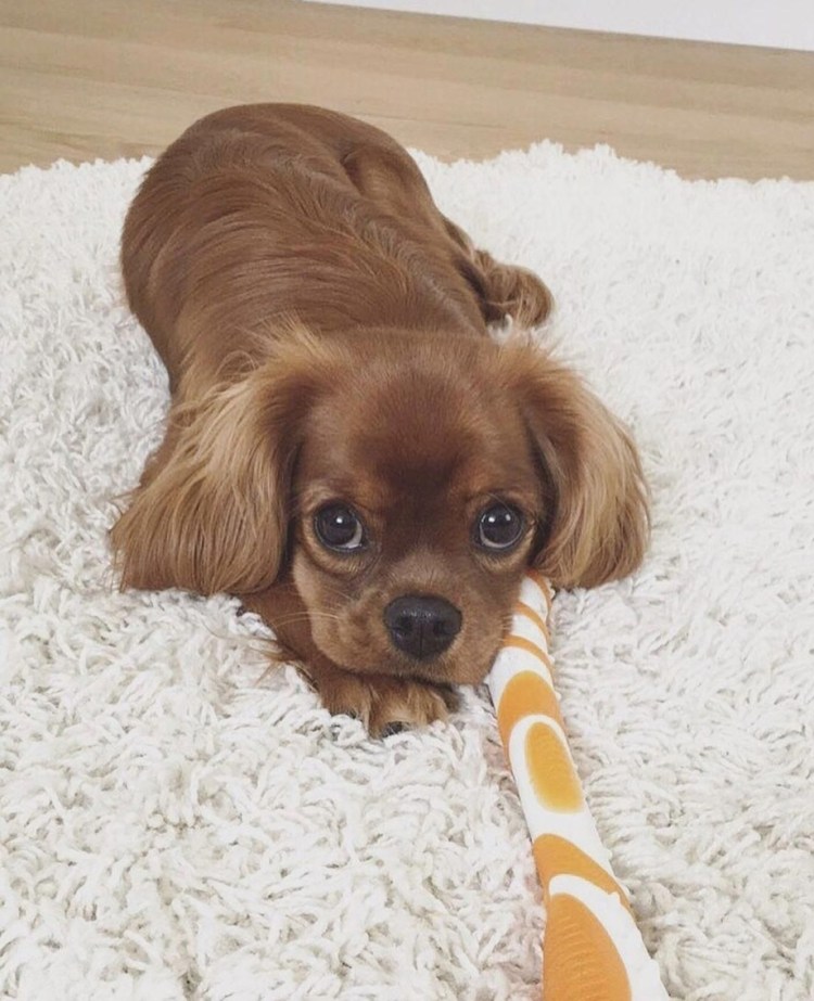 Ковалер Кин Чаинс спанеель