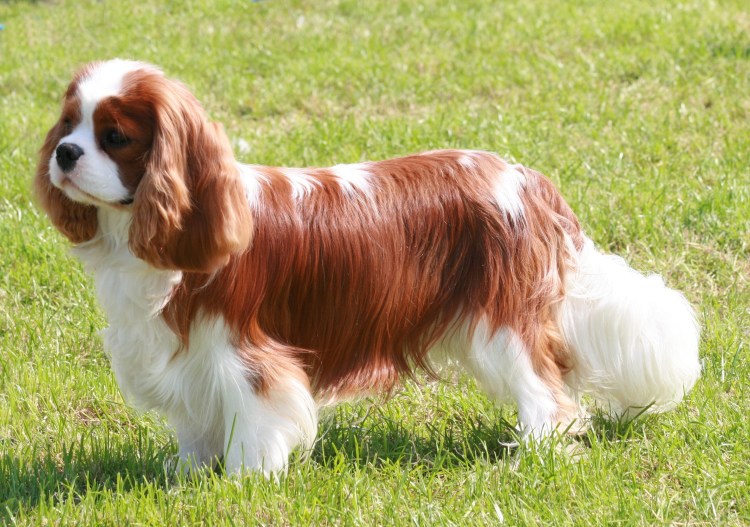 Kavaler King Charlz Spaniel i Koker Spaniel
