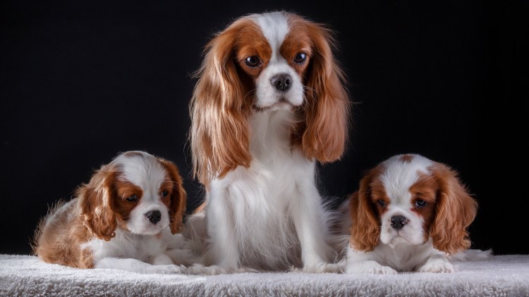 Кавалер Кинг Чарльз спаниель Рубин щенок
