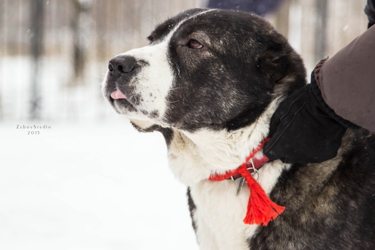 Туркменский алабай бульдозер