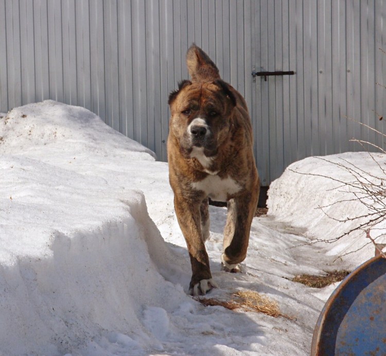 Среднеазиатский волкодав алабай