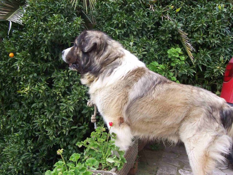 Сенбернар и алабай