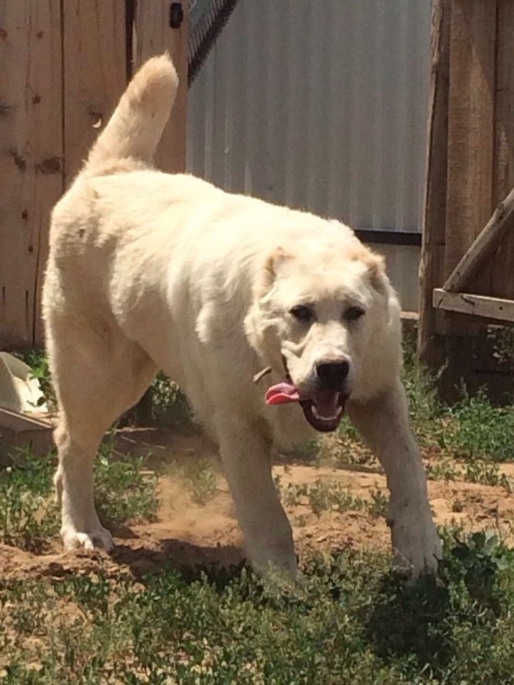 Собака алабай некупированный