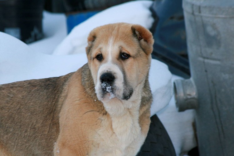 Собака Среднеазиатская овчарка алабай