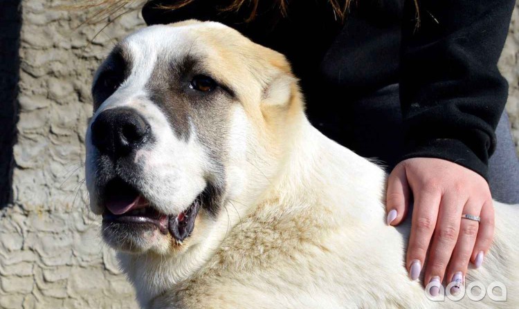 Некупированная Среднеазиатская овчарка