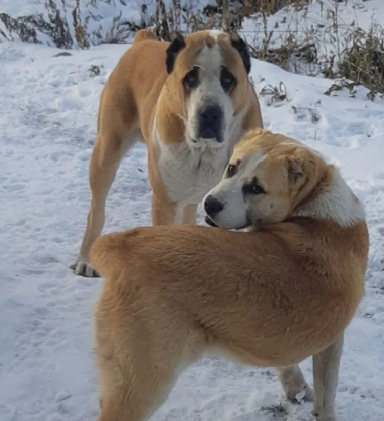 Туркменский волкодав кангал