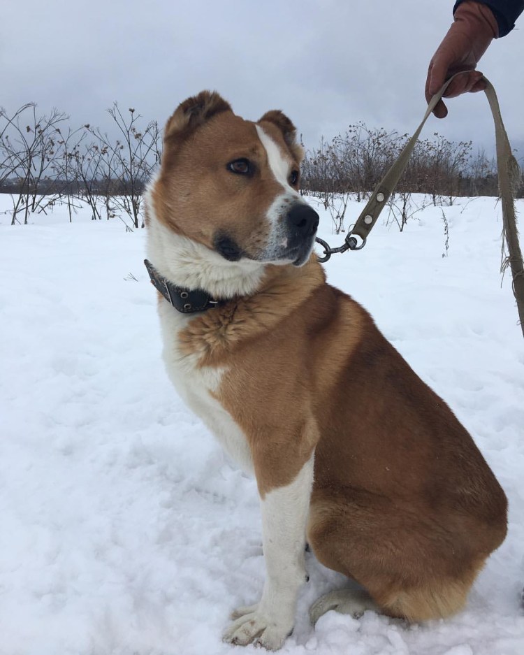 Алабай полосатый