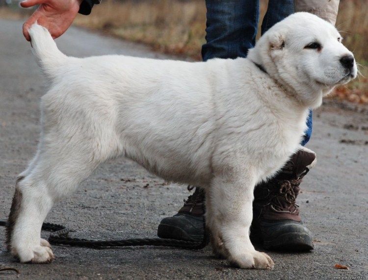 Чистокровный алабай