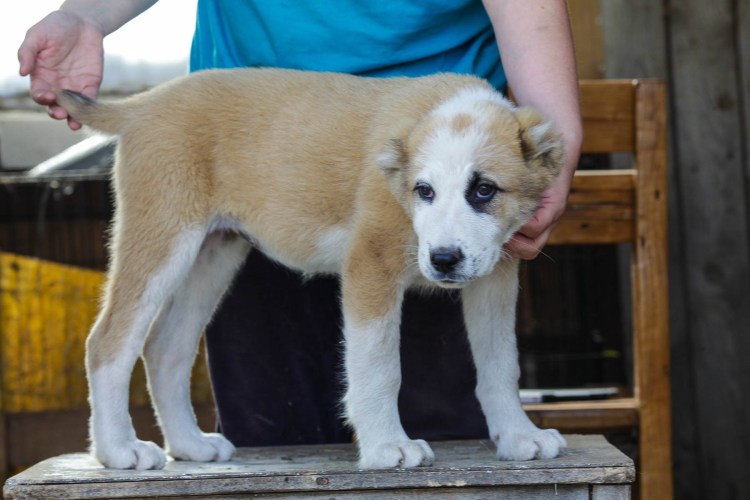 Черный алабай некупированный