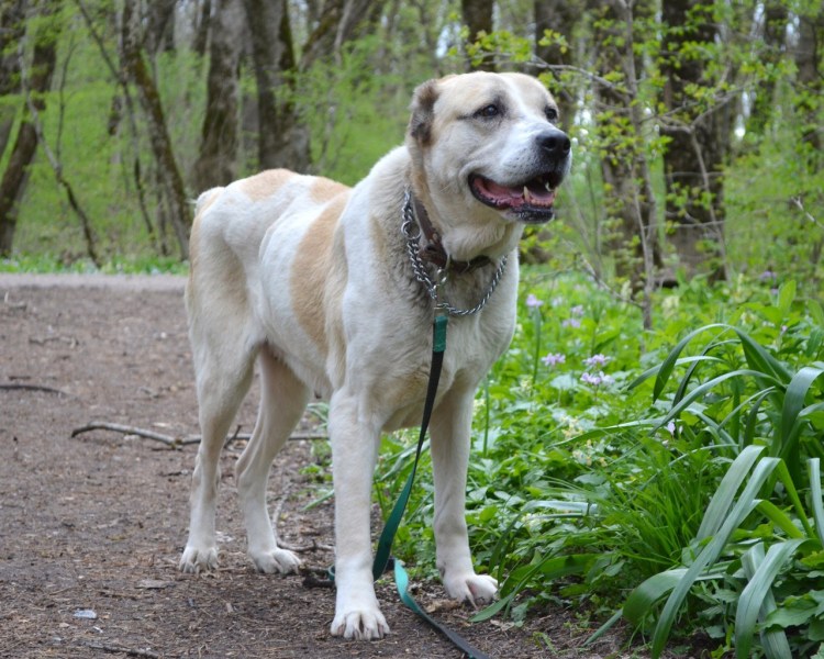 Алабай 100 кг