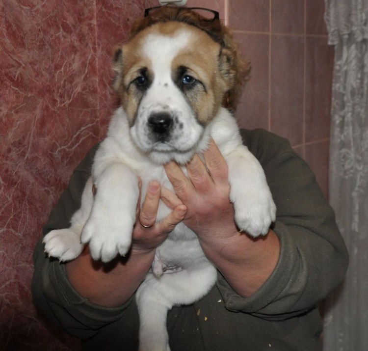 Алабай некупированный