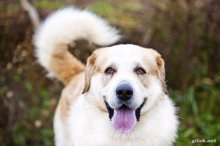 Алабай с некупированными ушами