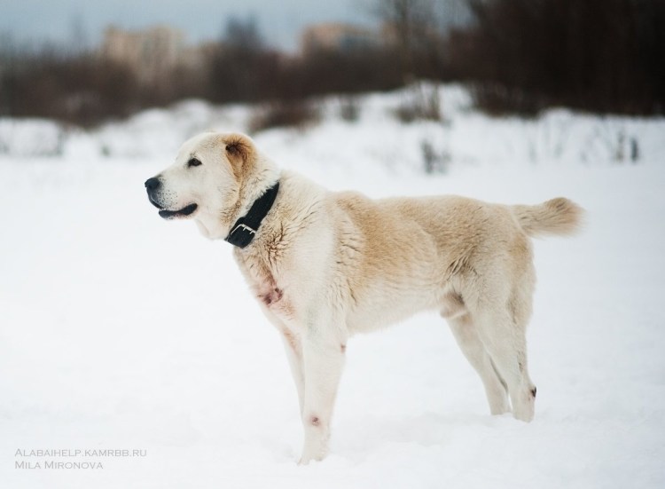 Некупированная Среднеазиатская овчарка