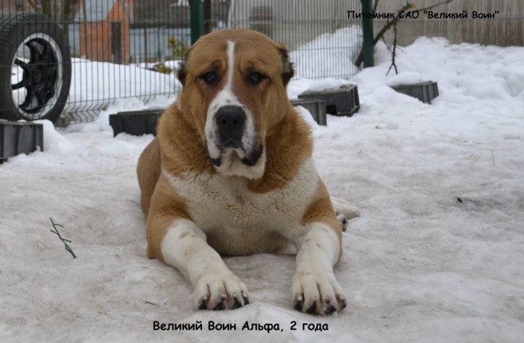 Среднеазиатская овчарка с некупированными ушами и хвостом